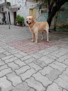 golden rativer male
