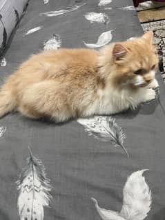 Persian kitty triple coated person lunch face Male