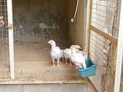 heera chicks forsale
