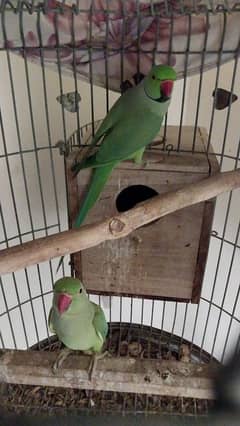 Ringneck Breeding Pair