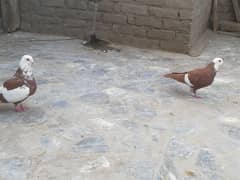 Lal jogia Breeder pair