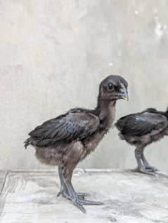 pure black dragon chicks age 1 month  03208650632