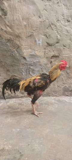 hens foar sale