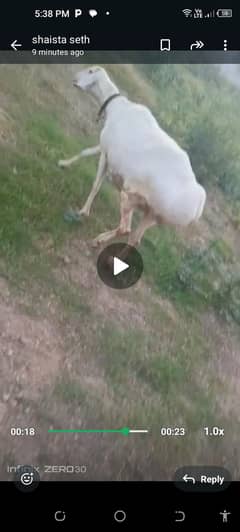 Sheep