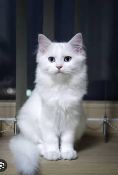 Turkish Angora Brown Eyed 4 months Male Cat