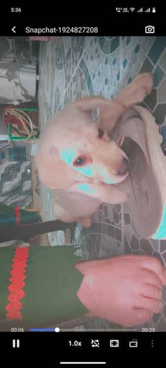 labra dog