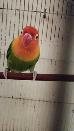 love bird hai pair for sale bareedr hai
