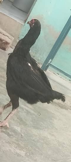DasiWhite murga aseel black murghe