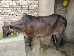 cow