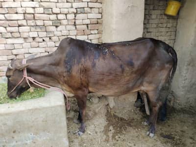 cow