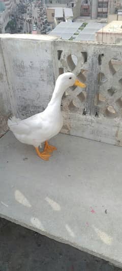 Duck male