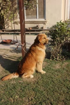 Golden Retriever (Pedigree) quality male available for mating/stud