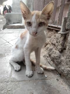 family loving kitten