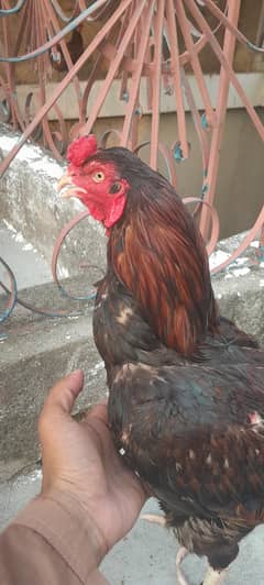 breeder
