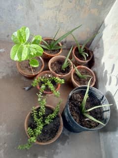 plants