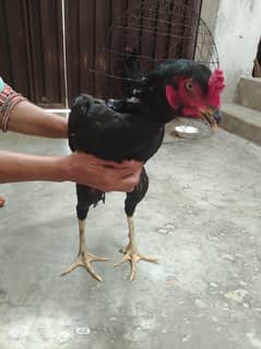 Aseal Sidhu Pair for Sale