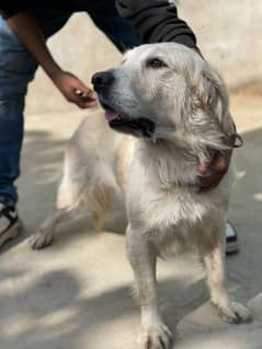 White retriever female for sell