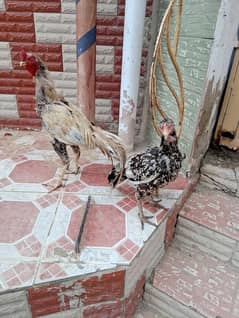 Aseel Pair