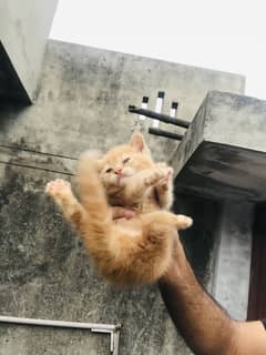 Persion kittens