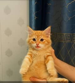Persian cat