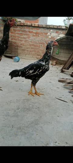 pure mianwali cheene Madi high quality