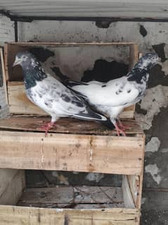 pigeon