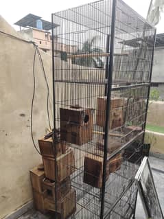 love birds cage