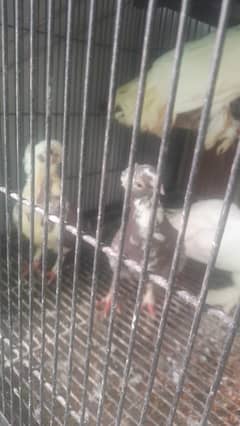 5 Pigeons for Sale