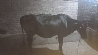 Jersi cow with female bchi