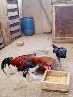 for sale maineali breed 03036697811 contact number