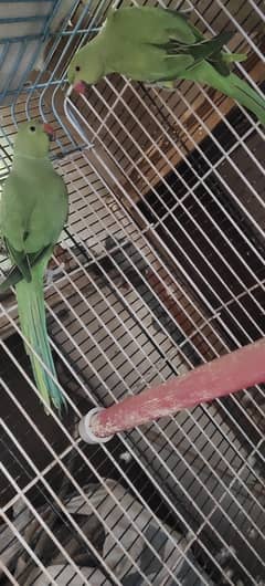 green  parrots for sale subha k waqar bolty b hain
