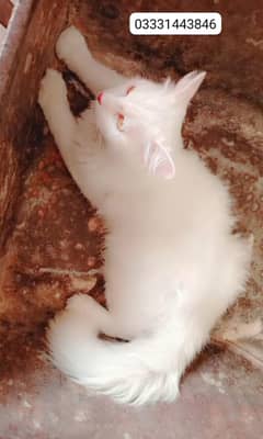 white Persian cat ha