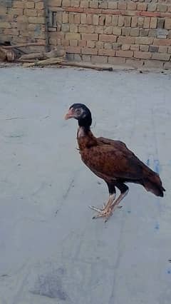 aseel