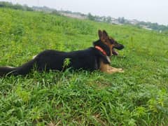 for sale