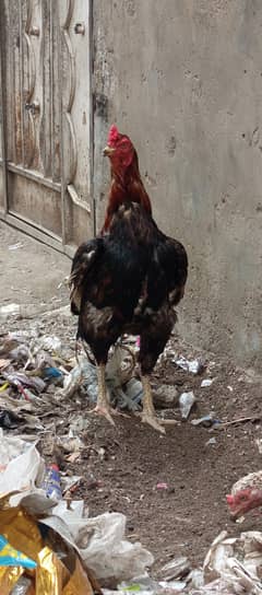 Lakha Male