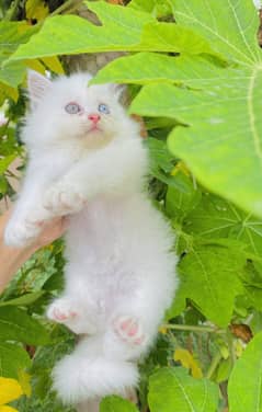 Persian