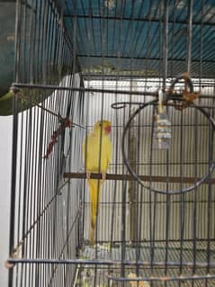 Breeder Yellow Ringneck Male Active