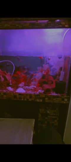 fish