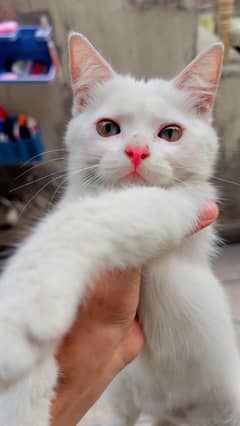 Persian Kitten 1.5 months Old