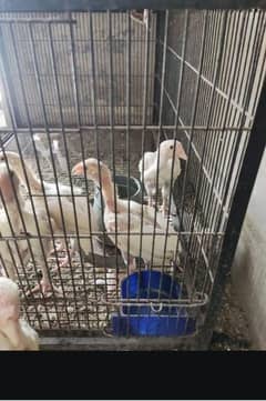 heera aseel for sale