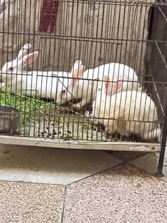 2 female 1 male rabbit for sale