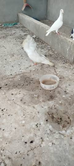 Breedar male confrim active and healty
