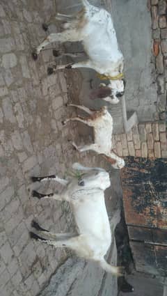 goats for sale