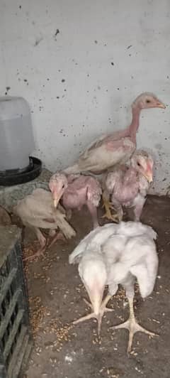 Sindhi aseel chicks 2700 per piece