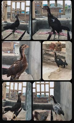 Aseel chicks of diferent types