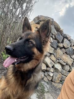 GSD.