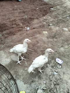 Pure white Aseel