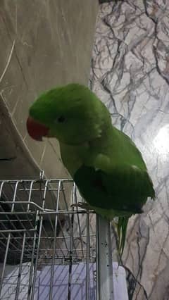 Parrot 6 Moths Age