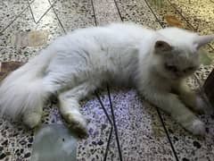Persian punch face cat