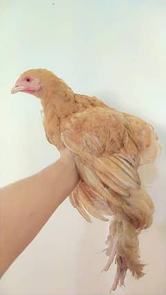 Golden heavy buff